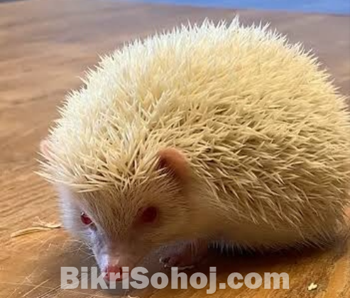 হেজহগ Hedgehog
